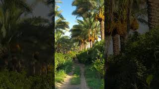 date palm garden foryou viralvideo automobile love superhithindisongringtone oldisgold [upl. by Langsdon]