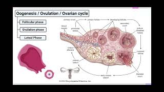 The Ovarian Cycle Biology Unit 1 [upl. by Olbap]