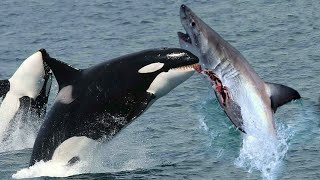 The KILLER ORCAS How They Take Down Great White Sharks [upl. by Helve372]