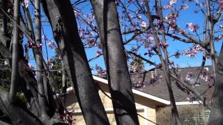 Pruning a Purple Leaf Plum [upl. by Jansson]