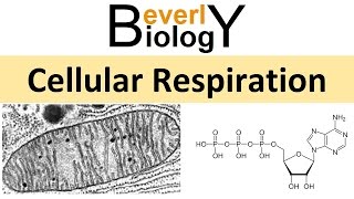 Cellular Respiration [upl. by Ainala]