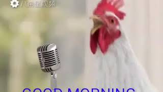 las canciones de gallinas y gallos [upl. by Gayla]