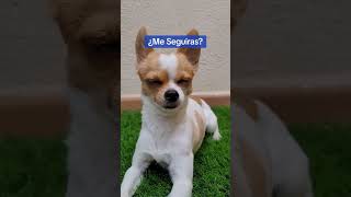 ⚠️NO DESLICES⚠️  chihuahua perros amigochihuahua [upl. by Noraa]