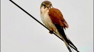 Nankeen Kestrel Lake Broadwater [upl. by Angil508]