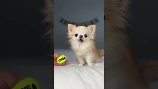 Chihuahua Cedric Howls A Cute Tiny Dog Song [upl. by Alekin]