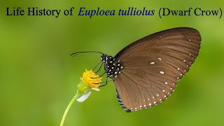 Life cycle of Euploea tulliolus Dwarf Crow [upl. by Odrude]