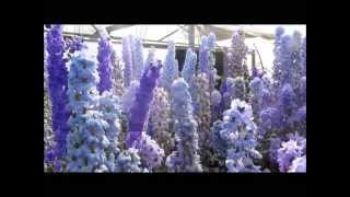 Larkspur Nursery Delphiniums in Bloom July 2013 [upl. by Netsruk]