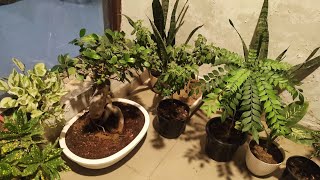 House Plants amp Care Tips [upl. by Druci]