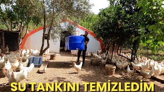 SU TANKINI NASIL TEMİZLEDİM TAVUKLARIMIZI BAHÇEDEN YEŞİLLİĞE DOYURDUK [upl. by Sean]