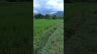 Paddy Plantation areanepalagruculturegrow locally [upl. by Lesde327]