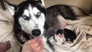 Alaskan husky birthing 8 puppies [upl. by Jessa]