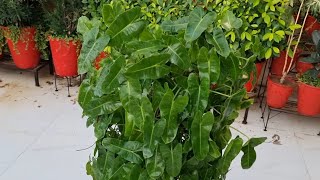 How to Grow and Care Philodendron Scandens  Heartleaf Philodendron Sweet Heart Philodendron [upl. by Lewan252]