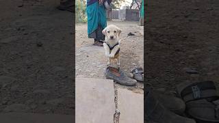 dog 😢klled puppy 🐶 trending viral shorts doglovers dog [upl. by Craw938]