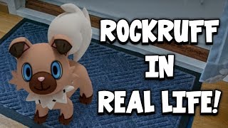 Rockruff In Real Life [upl. by Lyram]