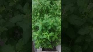 Tulasi plant  herbal plant  vastu plant  lucky plant [upl. by Uri42]