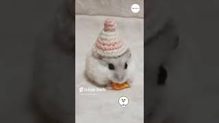 Funniest Hamsters And They Are So Cute shorts funny [upl. by Aurelius]