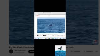 quotUna ballena azulquot Según este vídeo [upl. by Aterg511]