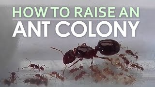 How To Raise An Ant Colony [upl. by Lesh]