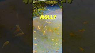 My new molly fish babies mollyfish hindi baby shortvideo viralvideo fishtank aquarium fish [upl. by Welker]