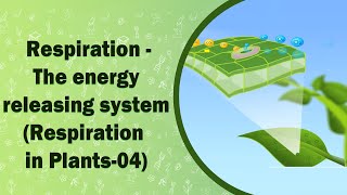 Respiration  The energy releasing system  Respiration in Plants04  X Class [upl. by Mail]