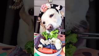 Healthy food For Dog quot [upl. by Ideih]