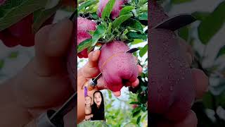 Apple fruit shortvideo sortssorts [upl. by Hahnke]