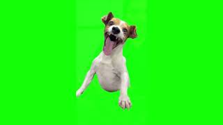 Green Screen Laughing Dog Meme [upl. by Htiduy329]