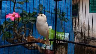 Canary bird sounds for training The best canary singing [upl. by Laira]