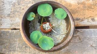 lotus plant potting l mini pot l gold fish [upl. by Davina220]