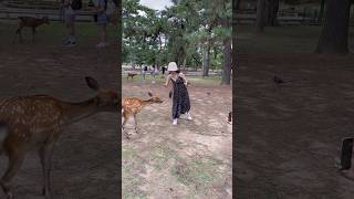 quotビスケットを求めて鹿が呼ぶ：奈良公園の楽しいひととき  Nara Deer Park in Japan  奈良日 本旅行へずまりゅう奈 良公園 [upl. by Nairoc16]