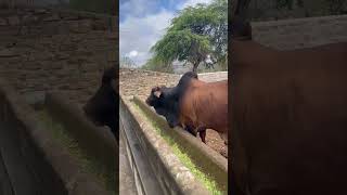 Visitando a Fazenda carnaúba o amigo Neto Conhecendo o touro sindi Oboé FIV D [upl. by Chilton]