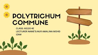 BIO320 AS1204E POLYTRICHUM COMMUNE [upl. by Anetsirhc]