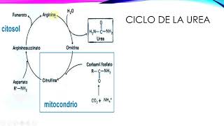 Urea creatinina ac úrico y bilirrubina [upl. by Sol]