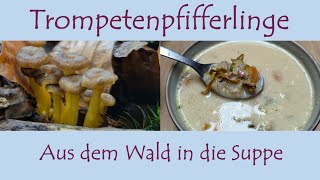 Der Trompetenpfifferling  Aus dem Wald ab in die Suppe  Pilze mit Martin Maschka [upl. by Eelyam920]