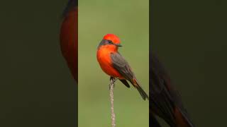 Vermilion Flycatcher Mexico shorts [upl. by Akcired]