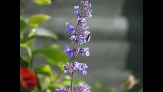 Nepeta Six Hills Giant Catmint [upl. by Sugden999]