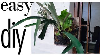 Mount Your Staghorn Fern Platycerium on Wood Easy DIY Hanging Guide [upl. by Field]