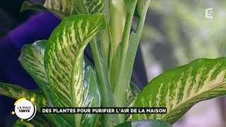 Des plantes pour purifier l’air de la maison [upl. by Virendra]