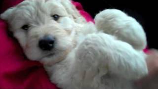 Teddy the Goldendoodle settling in [upl. by Angela183]