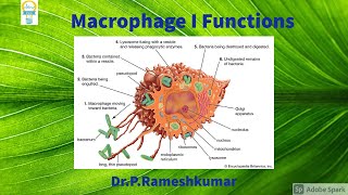 Macrophage I Functions I Episode 5 [upl. by Frederica850]