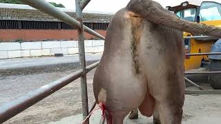 Huge Abscess Brown Bull abscess [upl. by Mueller804]