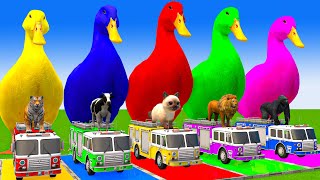 5 Giant Duck CartoonCowElephantTigerLionGorilla Paint Wild Animals Crossing Fountain Animation [upl. by Godbeare661]