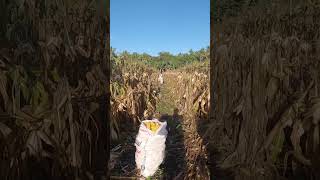 From Stalk to Sack Manual Corn Harvesting Techniques [upl. by Calli]