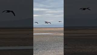 Canada Geese Fly in Formation Over Beautiful Beach birdlovers birds wildlife nature [upl. by Nyllij]