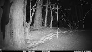 Large Fisher Cat in Upstate NY [upl. by Chapman]