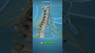 ¿Qué es la discectomía cervical anterior endoscópica [upl. by Greyso]