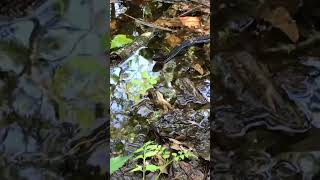 Cottonmouth Water Moccasin Snake in South Louisiana Swamp [upl. by Elocon]