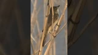 Oriental Reed Warbler Song オオヨシキリの鳴き声 [upl. by Mcmurry742]