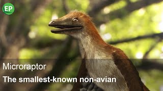 Microraptor  The smallestknown nonavian dinosaurs  History of Life  Prehistoric dinosaur [upl. by Wyne]