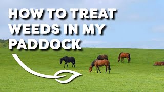 How to Treat Weeds in my Paddock [upl. by Ellehcer]